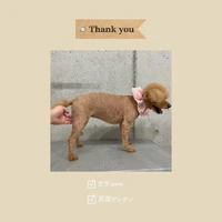 画像523