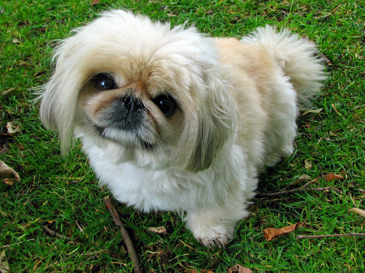 あなたの心を癒す、かわいいペキニーズとの生活を｜熊本県熊本市のペットショップならPet Shop Chien