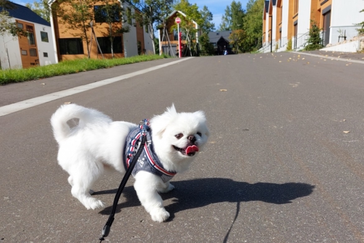 4. 可愛く育てるためのしつけ法