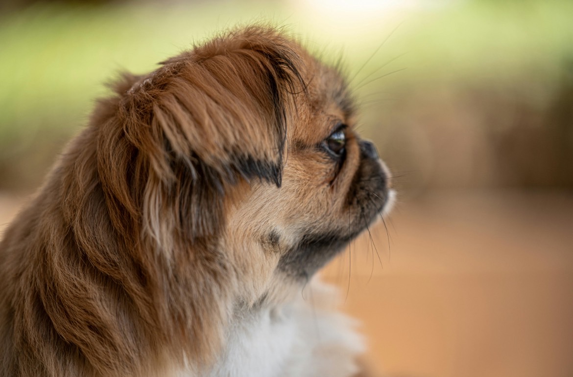 5. 健康維持のための定期的なケア
