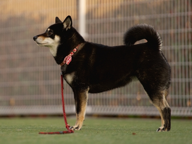 柴犬の健康管理のポイント