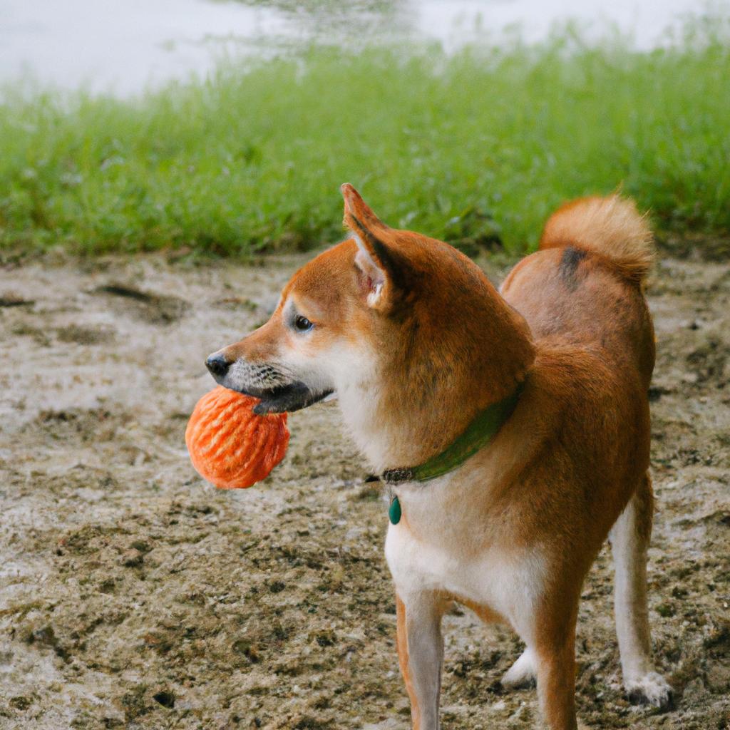 楽しい柴犬との遊び方