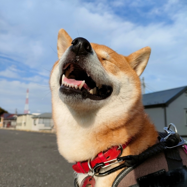 柴犬のしつけテクニック