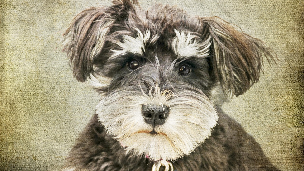 2. シュナウザーの子犬とシニア犬