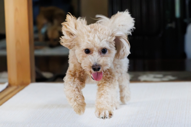 Chienのトリミングサービス