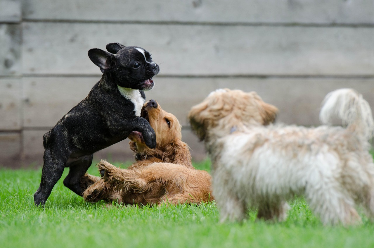 人気犬種のご紹介