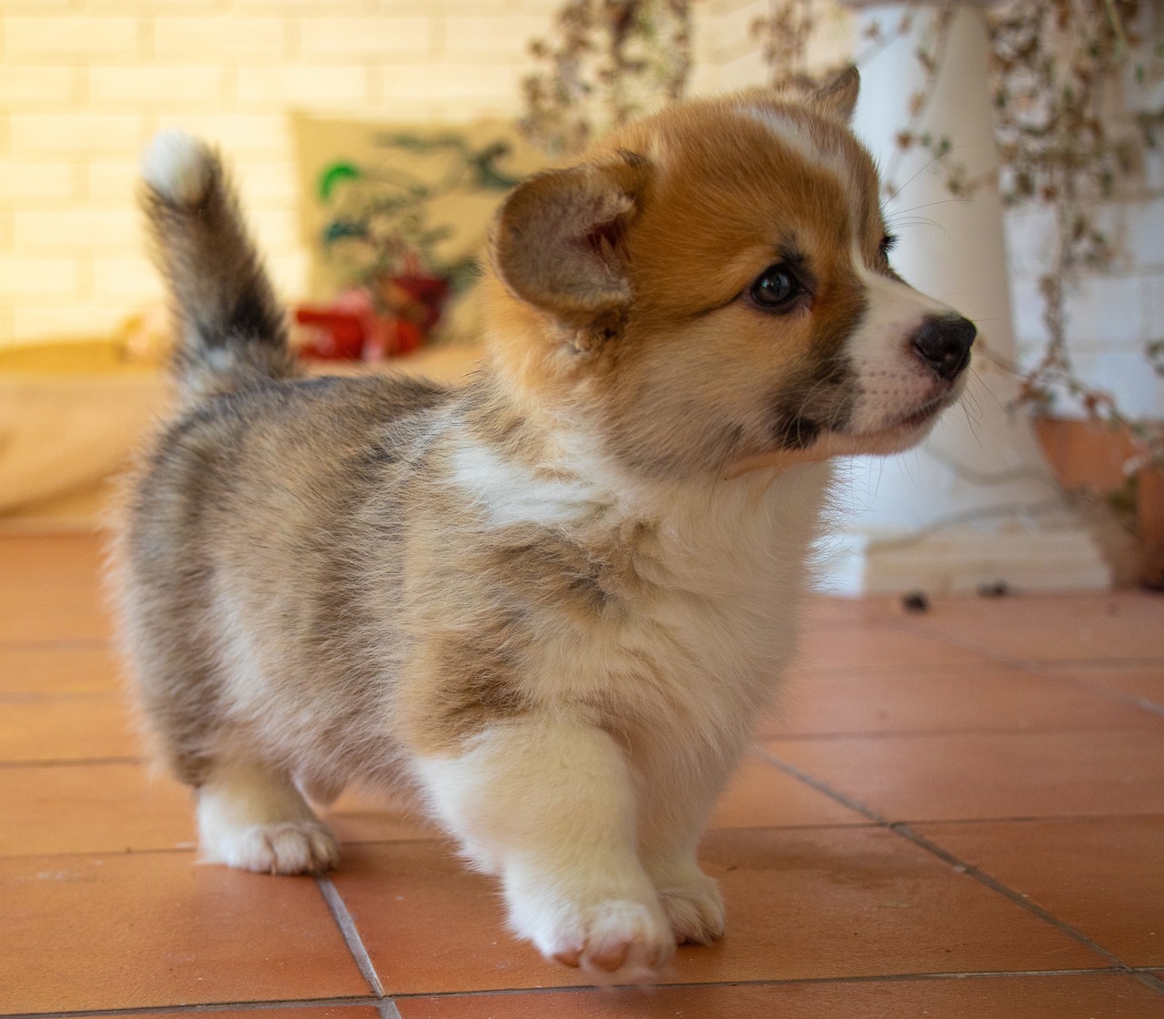コーギーの魅力をご紹介｜熊本県熊本市のペットショップならPet Shop Chien