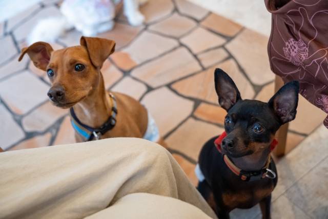 難易度の低い犬との比較