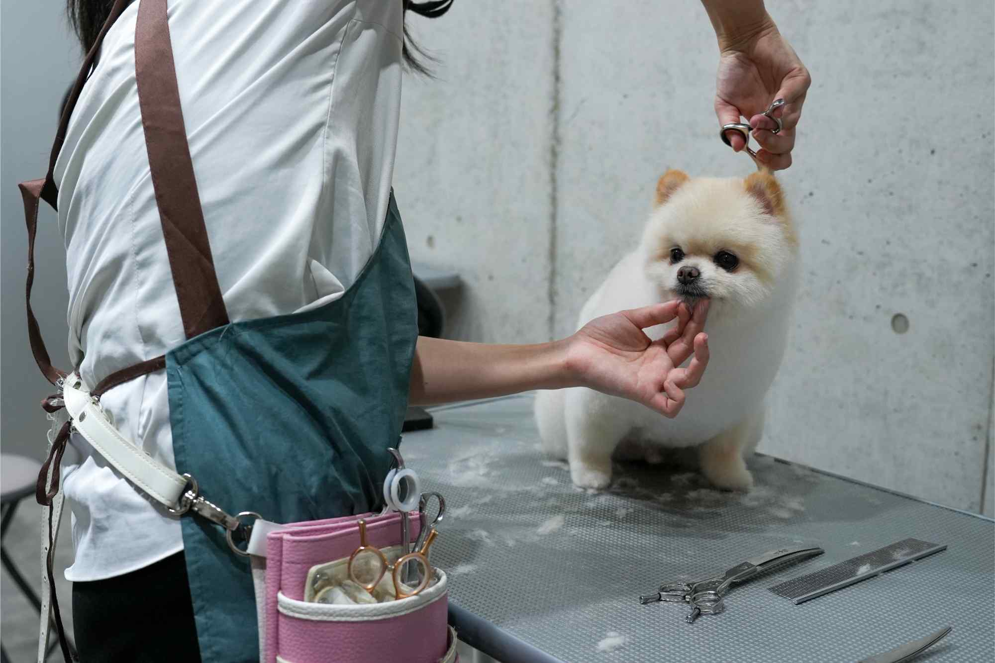 ミニチュアピンシャーと幸せな暮らしを始めよう！｜熊本県熊本市のペットショップならPet Shop Chien