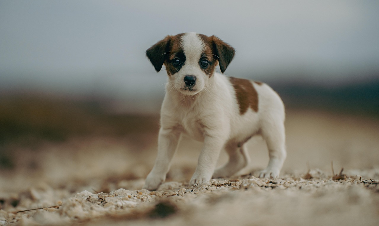4. 愛犬との生活を豊かにするために
