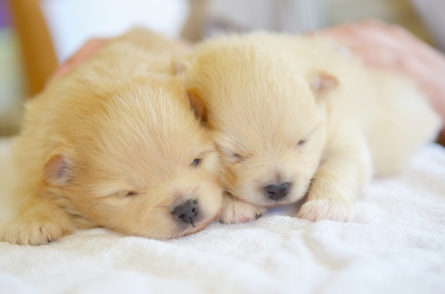 2. 子犬の飼い方としつけ