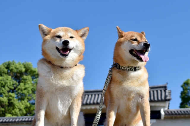 犬種別の魅力を解説
