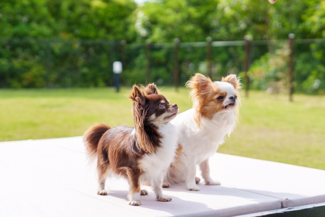 飼い主様のライフスタイルに合った犬種は?