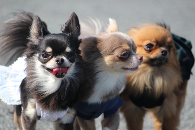 犬の社会化のステップ