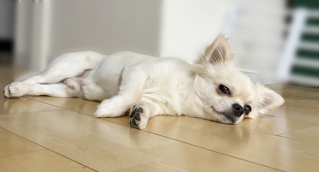2. ミックス犬の育て方