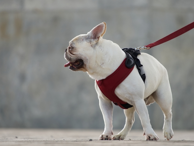 犬とのコミュニケーションを深める