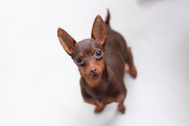 犬の飼い方基本