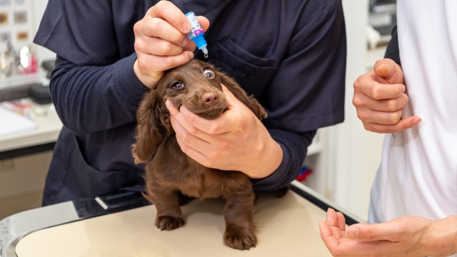 犬の健康管理
